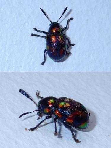 Platycorynus pyrospilotus